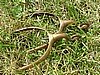 CIVIL WAR OFFICER'S SPURS