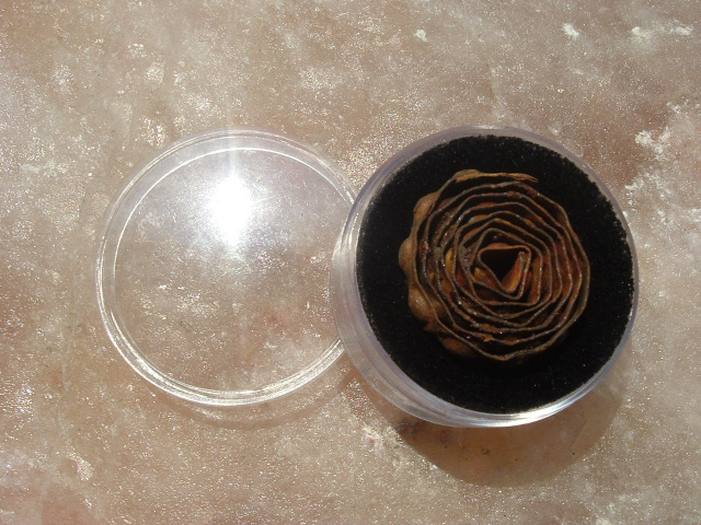 ORIGINAL ROLL OF MAYNARD TAPE PRIMERS